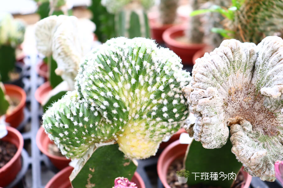 白帝錦綴化基本介紹,學名為 Euphorbia lactea f. cristata 'Albo Variegata',屬於大戟科多年生多肉草本植物。
