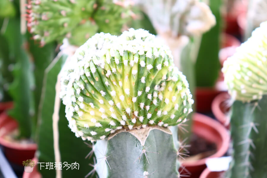 白帝錦綴化照顧要點,適當的光照、水分與溫度管理是養好白帝錦綴化的基礎,缺一不可。