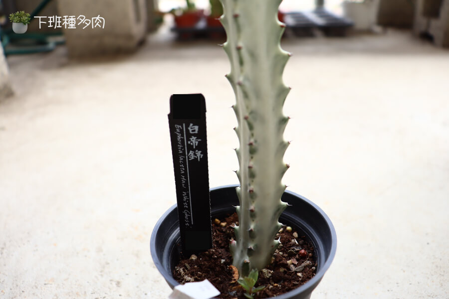 白帝錦基本特性，白色的外表非常容易識別，直立生長的形態很有特色