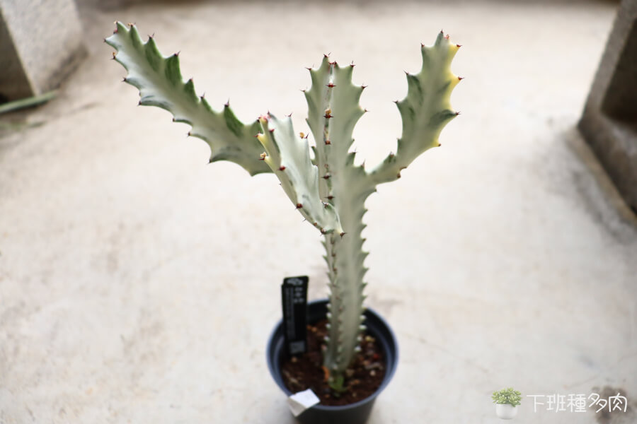 白帝錦照顧適當澆水方式，白帝錦是耐旱植物
