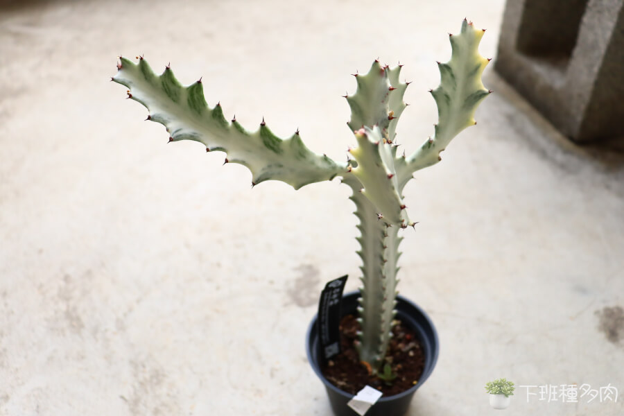 選擇合適土壤，「多肉植物專用土加上粗沙與珍珠岩混合的介質，提高排水性」。