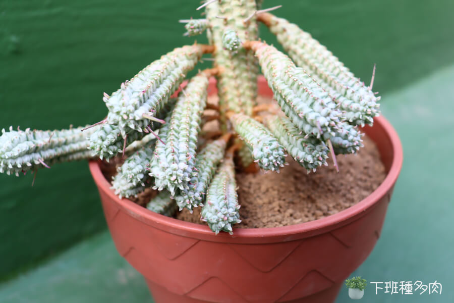 白樺麒麟適合什麼樣的土壤，如果土壤長期潮濕且排水不良，植物根部容易腐爛，導致整株死亡。