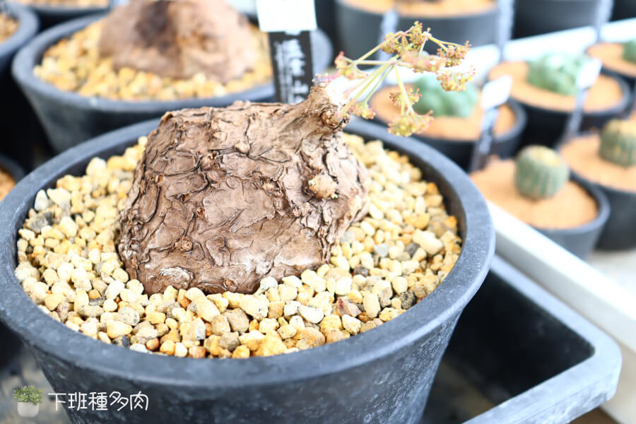 藍葉山烏龜,居家養護技巧,日常照顧實用分享 藍葉山烏龜,居家養護技巧,日常照顧實用分享