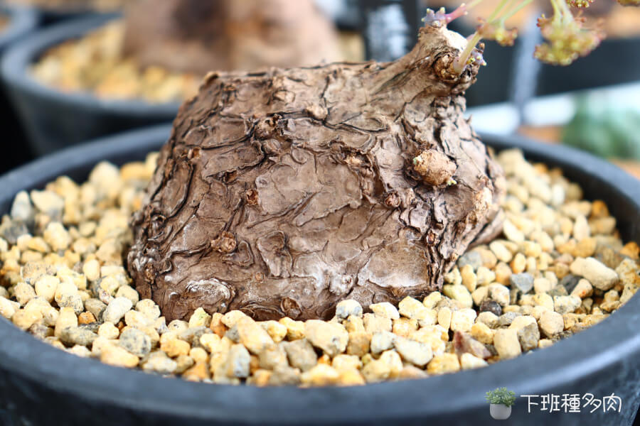 藍葉山烏龜長什麼樣,它的葉子像小荷葉一樣圓圓的,葉脈很清楚。剛長出來的葉子是紅色的,慢慢會變成藍綠色。
