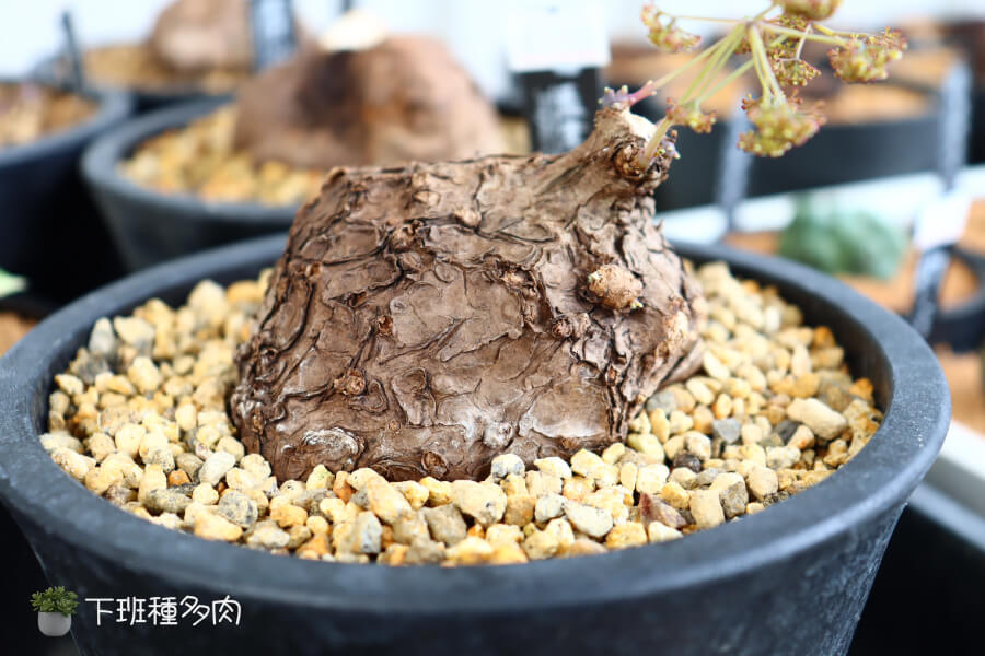 繁殖與季節變化,不同季節照顧方式不一樣,特別是在休眠期和生長期的轉換時期。