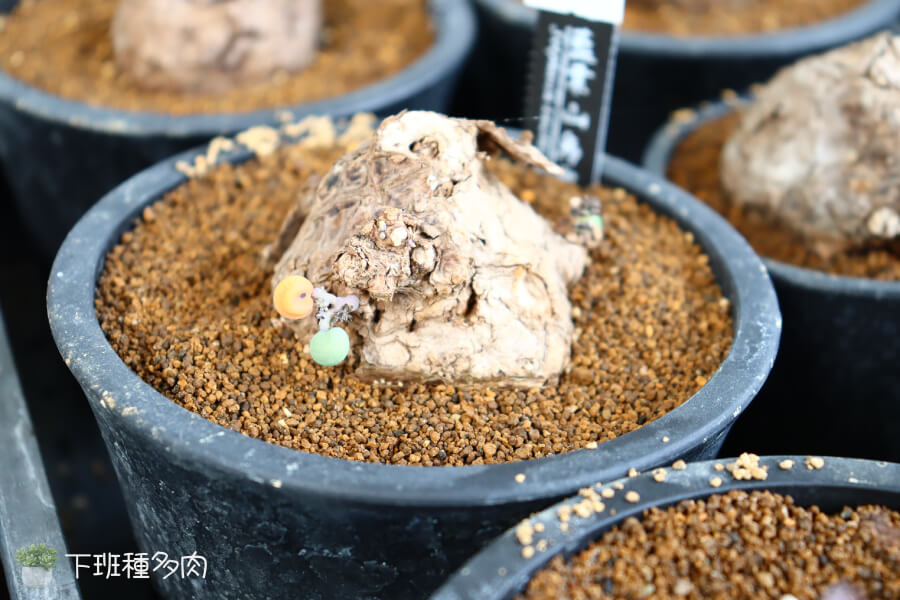 藍葉山烏龜喜歡溫暖的環境,最適合18-30度之間生長