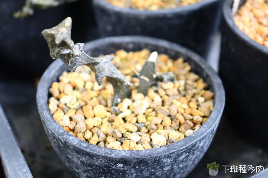 褐武臘泉光照要求，光照不足會導致生長緩慢，枝條變細弱，植株整體觀賞價值下降。