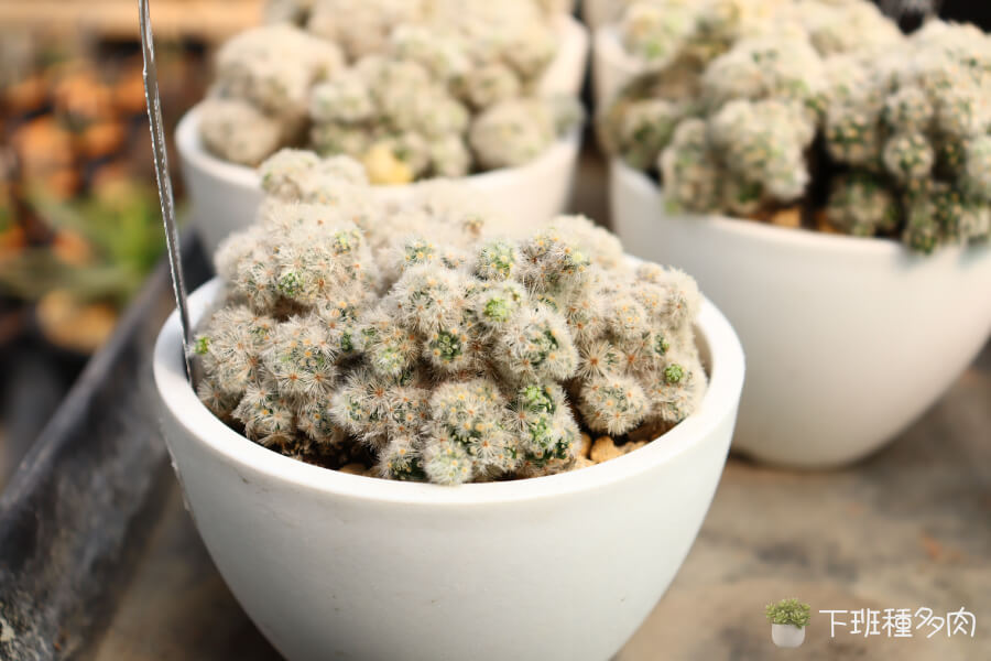 卡爾梅娜仙人掌照顧說明,新手也能種好的球型植物 卡爾梅娜仙人掌照顧說明,新手也能種好的球型植物