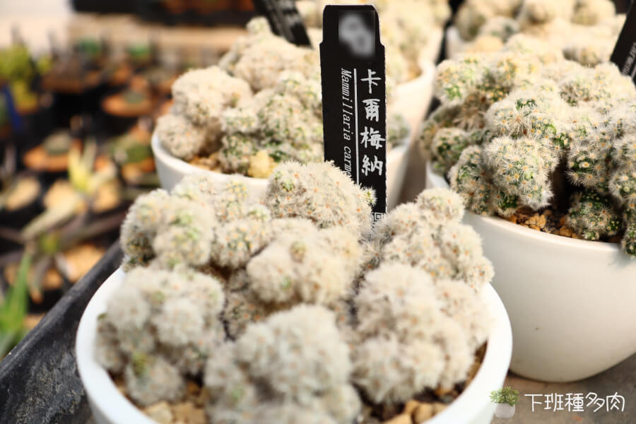 室內養護小技巧,「東或西向的窗戶最合適,能讓植株接受溫和的陽光」。