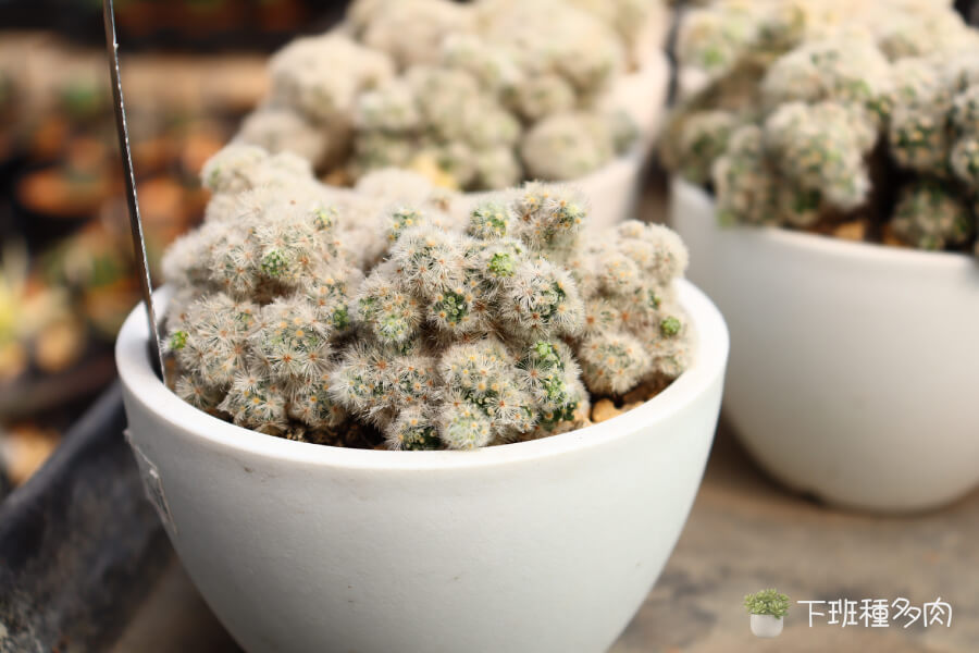 怎麼挑選健康的植株,健康的植株應該顏色鮮亮,球體飽滿,沒有黃斑或軟爛部位。