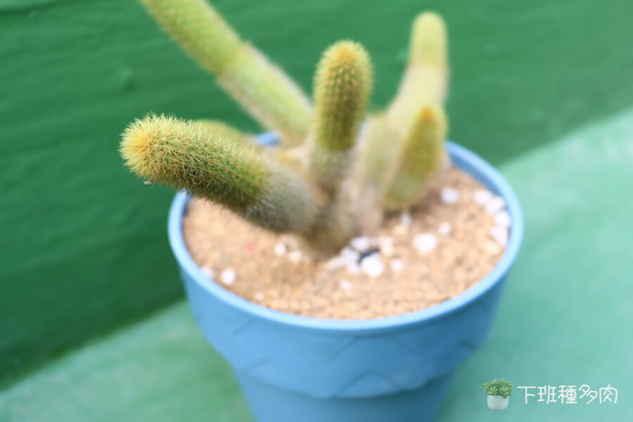 貓尾巴仙人掌照顧，貓尾巴仙人掌該怎麼澆水？夏天天熱時可能需要稍微頻繁一點。