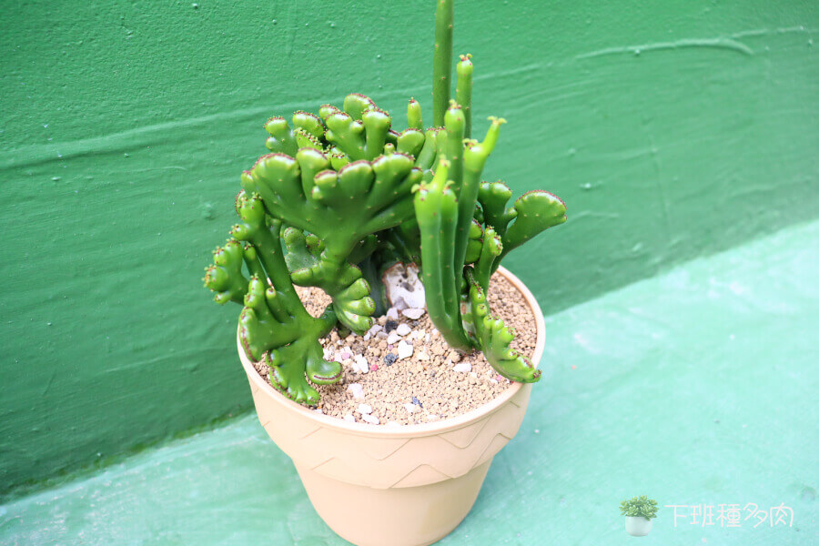 5種造型特別的多肉植物,珊瑚大戟綴化-長得像海底珊瑚