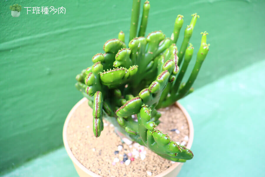珊瑚大戟綴化照顧說明，珊瑚大戟綴化特色，學名Euphorbia cedrorum crist.
