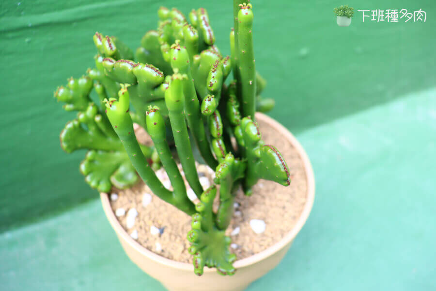 珊瑚大戟常見問題解決，發現白色小蟲時，我會用酒精棉球輕輕擦拭，連續處理幾天就能解決問題。