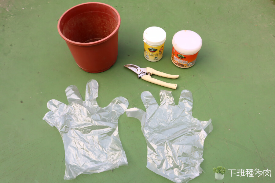 準備修剪的工具與材料準備，拋棄式手套(手扒雞手套)。剪刀。傷口癒合劑。開根粉。裝砍下珊瑚大戟的容器。