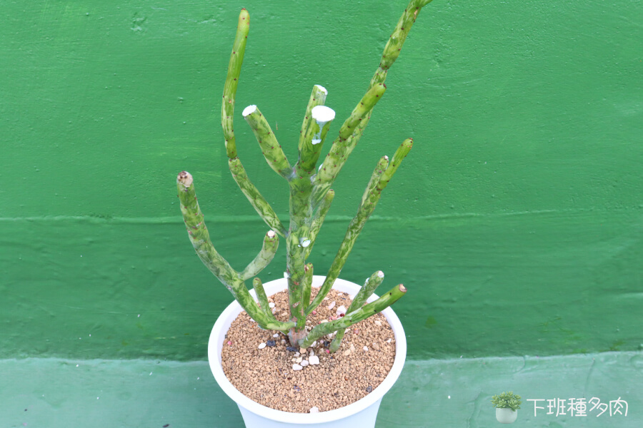 定期修剪讓植物保持美觀，促進新芽生長。