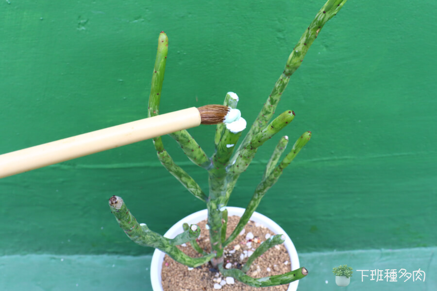 促進植物快速傷口癒合