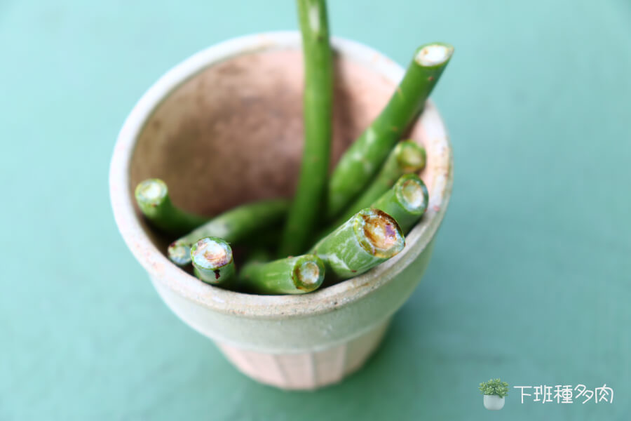 將珊瑚大戟塗上開根粉，每根都要塗滿，將傷口朝上，放置陰涼處，一樣不能碰到水。