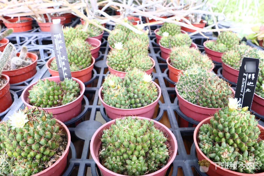 釋迦丸施肥，釋迦丸不需要太多肥料，但適時補充點養分能讓它長得更好