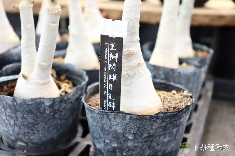 重瓣閃耀月光錦的特色介紹，重瓣閃耀月光錦（沙漠玫瑰）是夾竹桃科的沙漠玫瑰