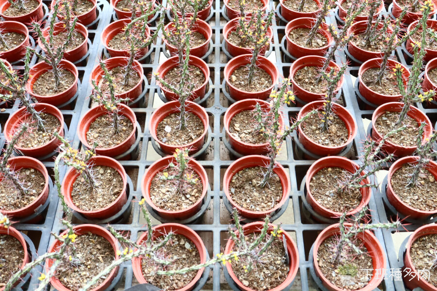 筒葉麒麟多肉澆水方法，「遵循乾透再澆的原則最為安全」