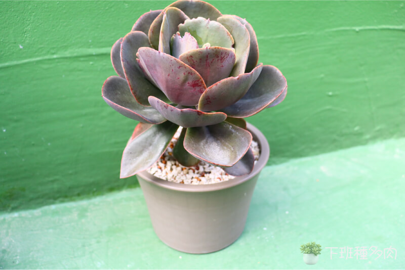 晚禮服多肉植物照顧養護，晚禮服多肉植物魅力