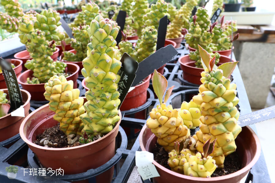 黃金將軍閣錦基本介紹，金將軍閣錦是大戟科的多肉植物，學名叫 Euphorbia trigona 'Aurea'