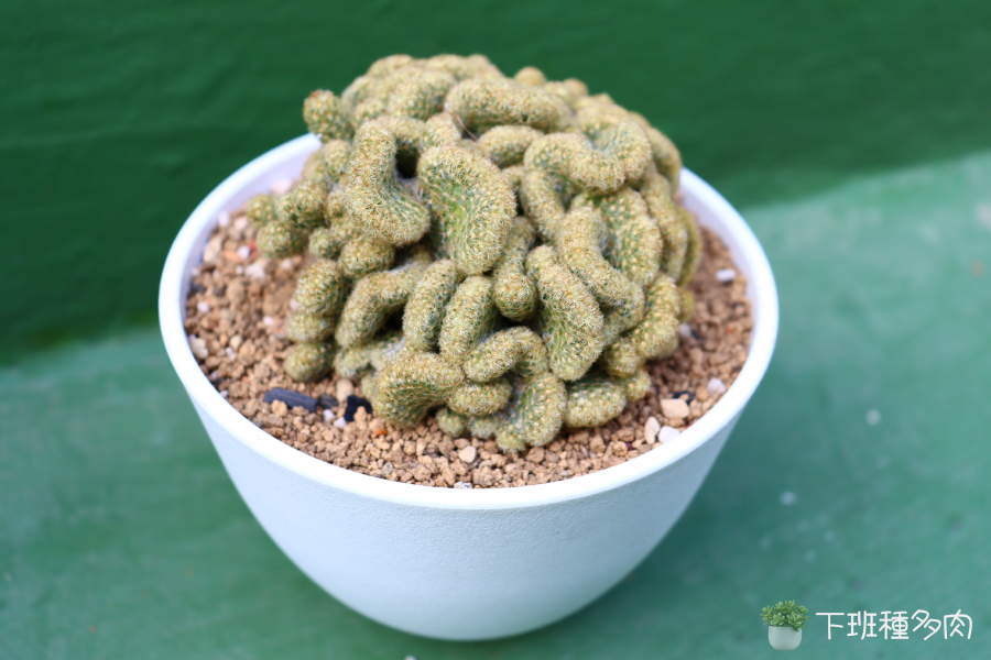 5種造型特別的多肉植物,金手指仙人掌綴化-彎彎曲曲像大腦模樣。