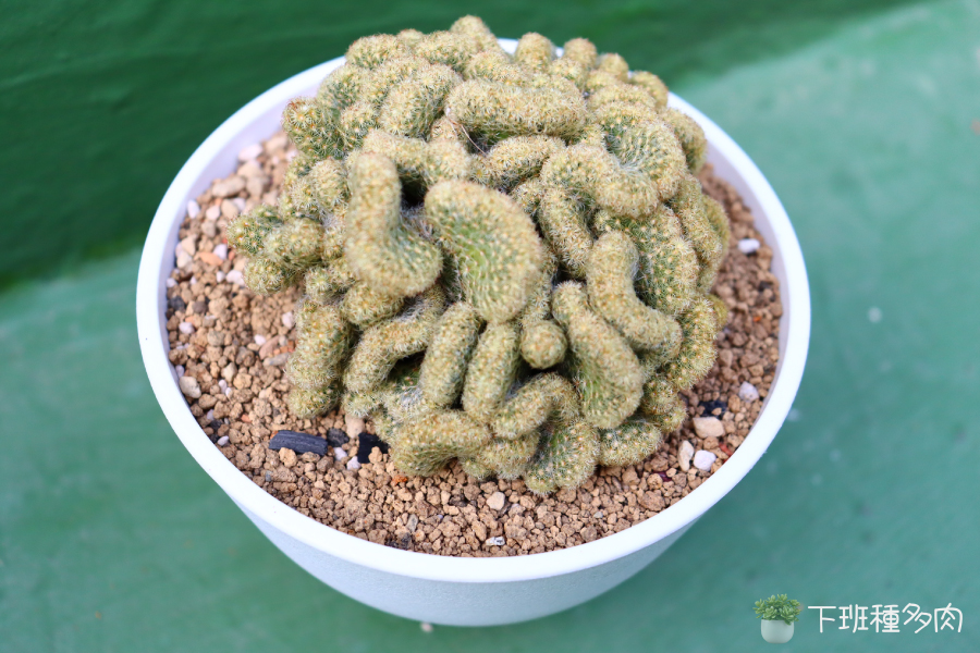 金手指仙人掌會有綴化現象,就是頂端的生長點發生變異,讓原本圓圓的莖變成扁扁的,形狀就像小扇子。