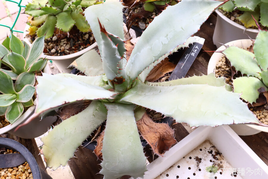 瓜達龍龍舌蘭的基本特徵，瓜達龍龍舌蘭的葉片寬厚、略帶粉藍色，邊緣刺呈現鮮明的紅色