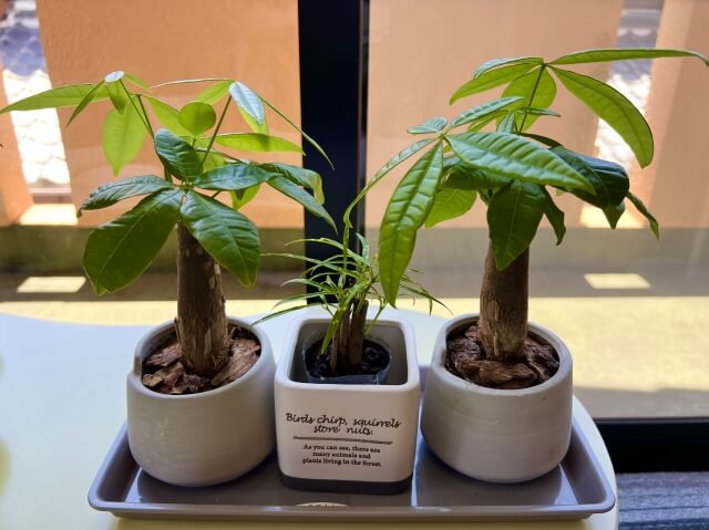 好養室內多肉植物推薦擺放位置選擇