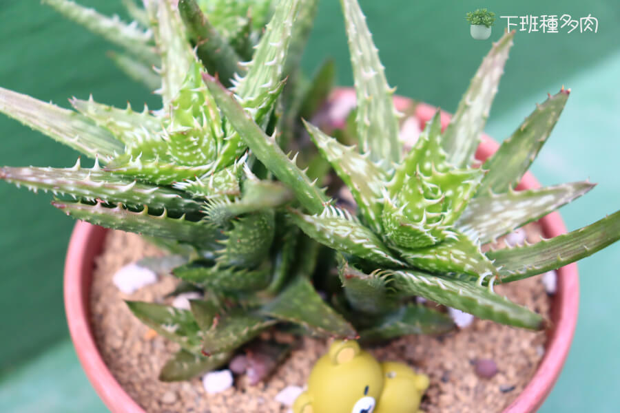 翡翠殿多肉植物照顧，翡翠殿照顧基本要點，很容易照顧，不用常澆水，忙碌的人也能養好。