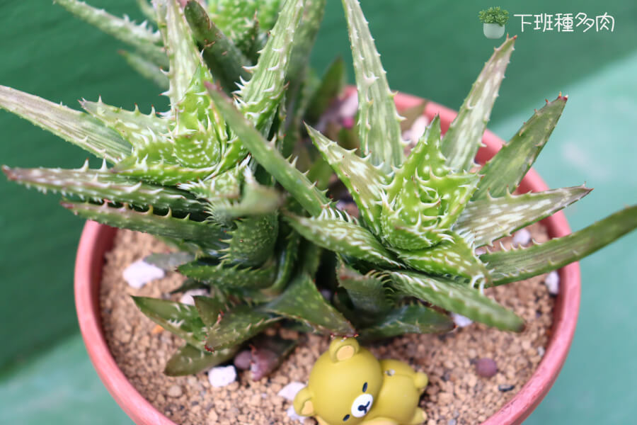 養翡翠殿時我遇過幾個問題，最常見的是徒長，主要是因為光線不夠。