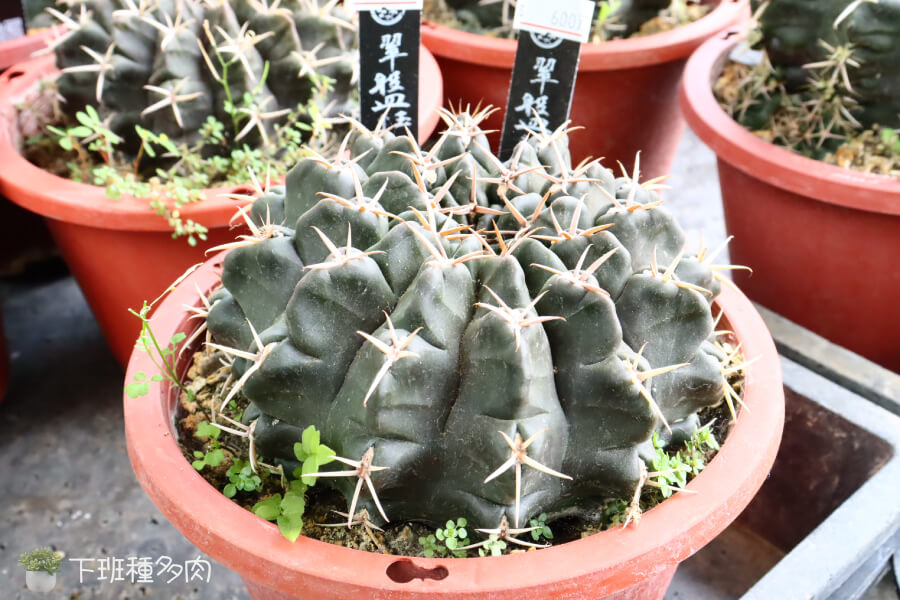 翠盤玉仙人掌澆水技巧，春夏生長季節，當盆土完全乾透後才澆水