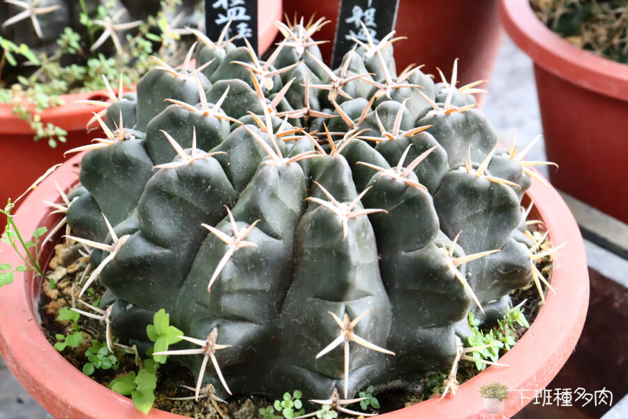 翠盤玉仙人掌光照管理，充足而適當的光照是促進翠盤玉健康生長的要素