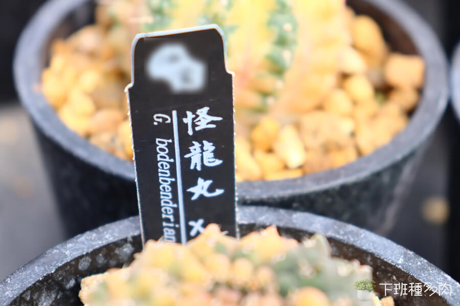 怪龍丸仙人掌光照需求，特別是錦化品種更不耐強光照射