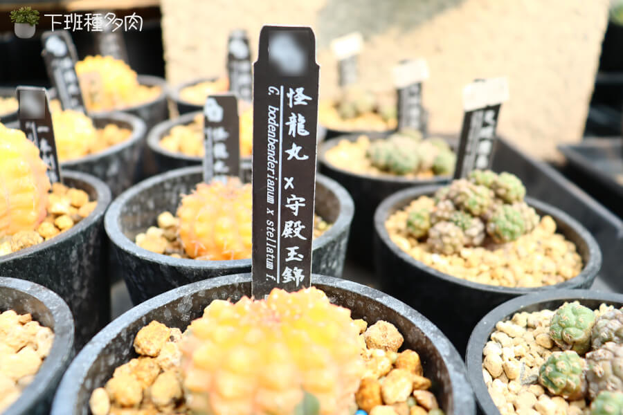 怪龍丸仙人掌換盆技術，怪龍丸生長緩慢，不需要頻繁換盆。