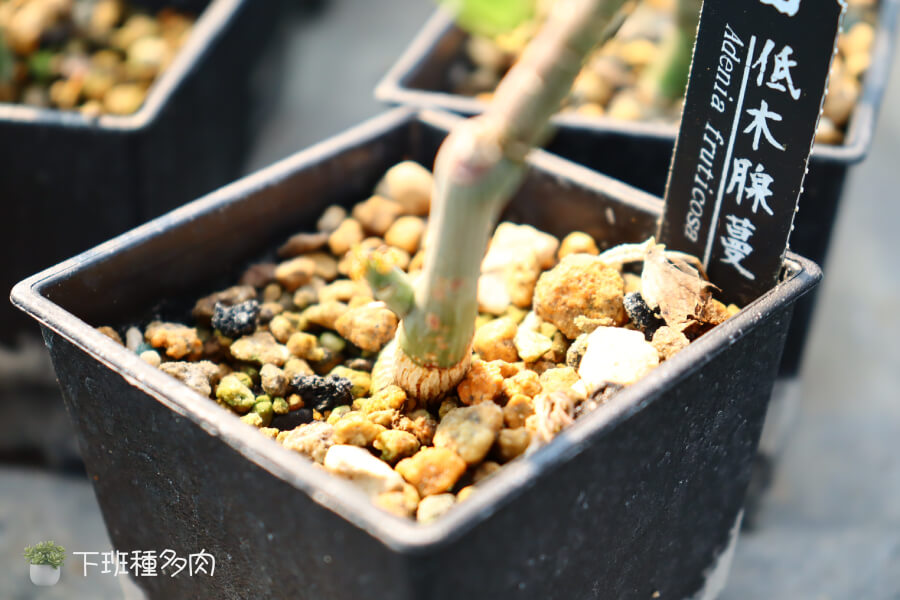 低木腺蔓水分管理,過多水分會導致塊根腐爛,水太少又會影響生長