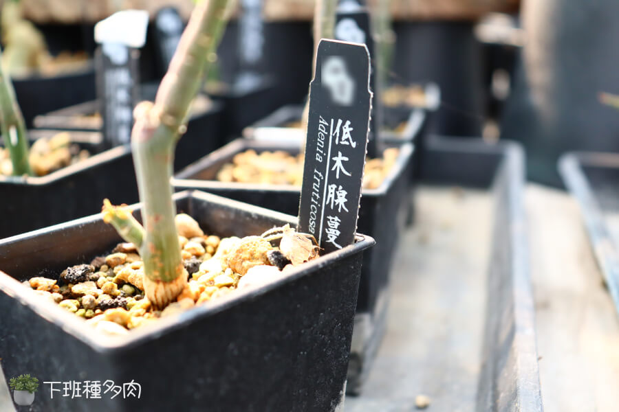 低木腺蔓光照需求,充足的光照能促進葉片生長並讓塊根逐漸壯大