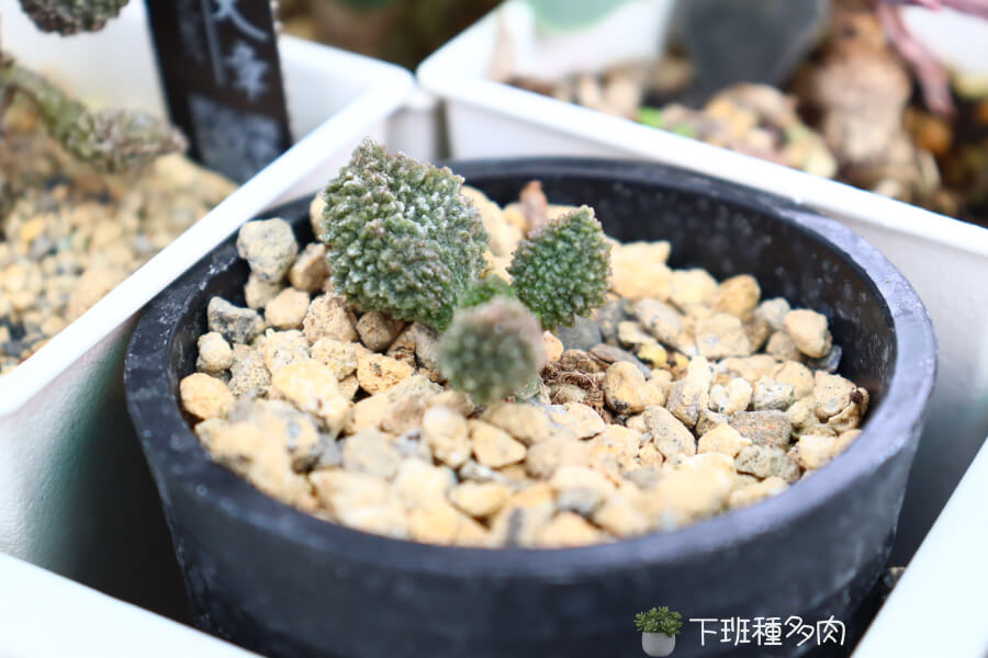 荔枝天章多肉日常照顧要點，日常照顧需要注意澆水頻率、土壤選擇以及適時施肥。