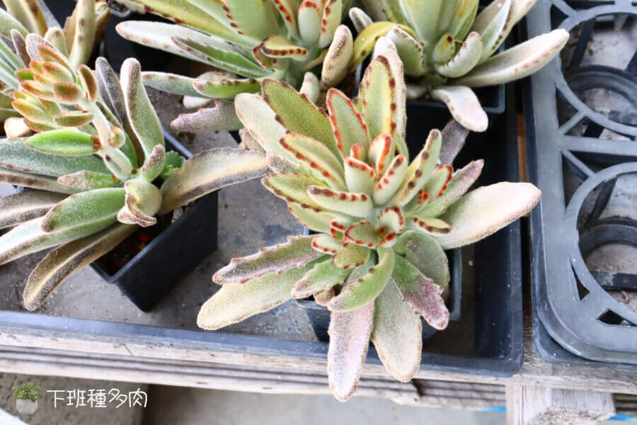 養月兔耳很簡單,它不太需要經常澆水,放在有適量陽光的地方就能長得很好。