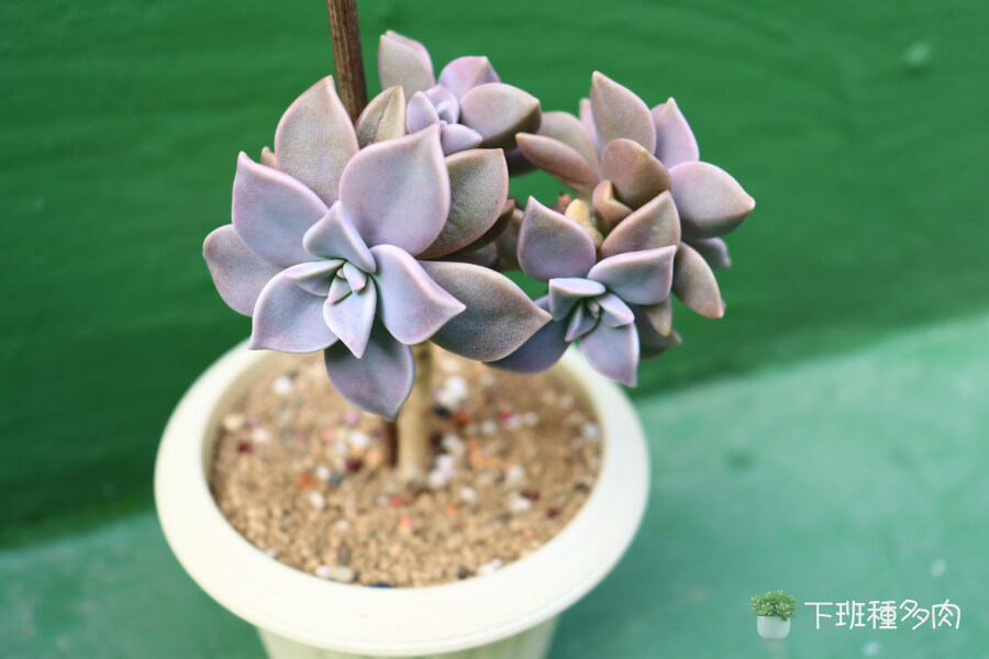 朧月石蓮花是什麼植物,朧月石蓮花學名為 Graptopetalum paraguayense,來自墨西哥地區。