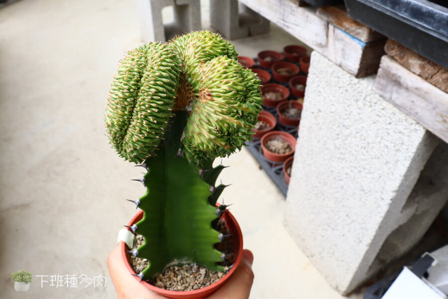 四季養護重點，貴青玉綴化的養護方法會跟著季節變化，春秋兩季是它主要生長期