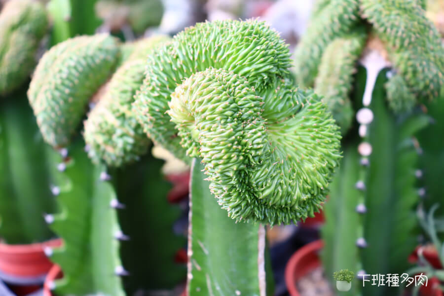 怎麼施肥才正確，施肥時均勻撒在土表面，不要碰到植物本身。