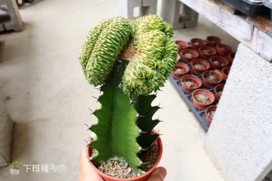 怎麼澆水最正確，夏天又熱又濕時要少澆水，冬天休眠期幾乎不用澆水，保持盆土乾燥就好。一定