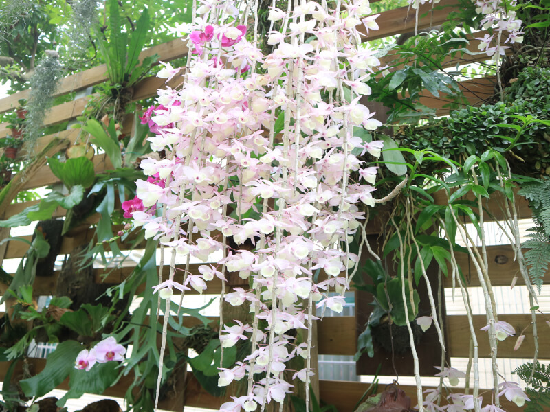 陽台可以種蘭花嗎？適合陽台的蘭花品種，石斛蘭