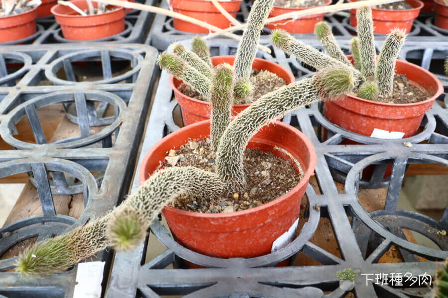 常見問題處理，莖部變軟腐爛、病蟲害防治。