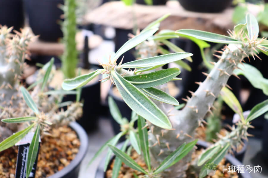 羅斯拉棒槌樹生長變化，新手常犯的錯誤是澆水太頻繁，比如每三天一次，很容易導致頂端不正常拉長。