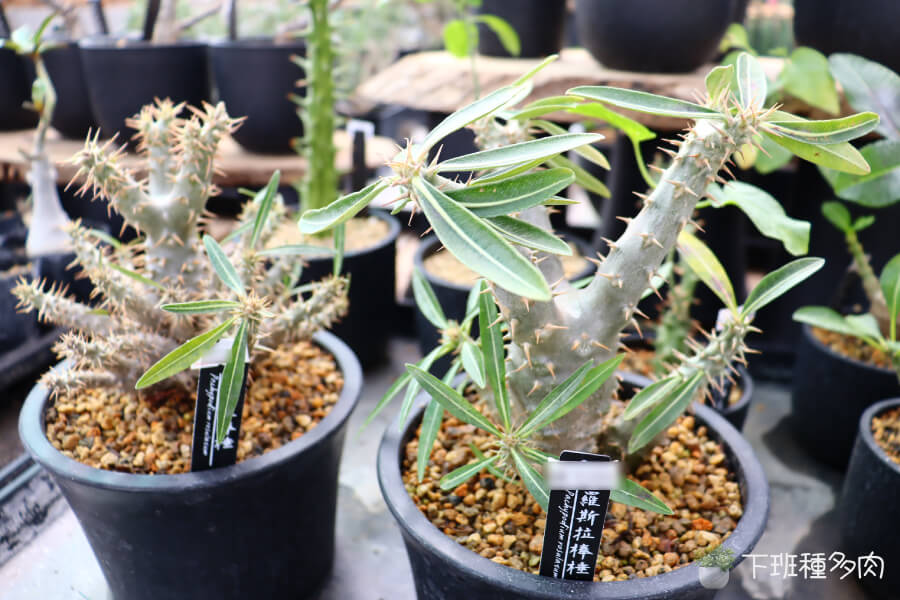 水分管理，科學的澆水方法，夏天生長期間，等盆土完全乾透後再等1-2天才澆水，大約一週一次