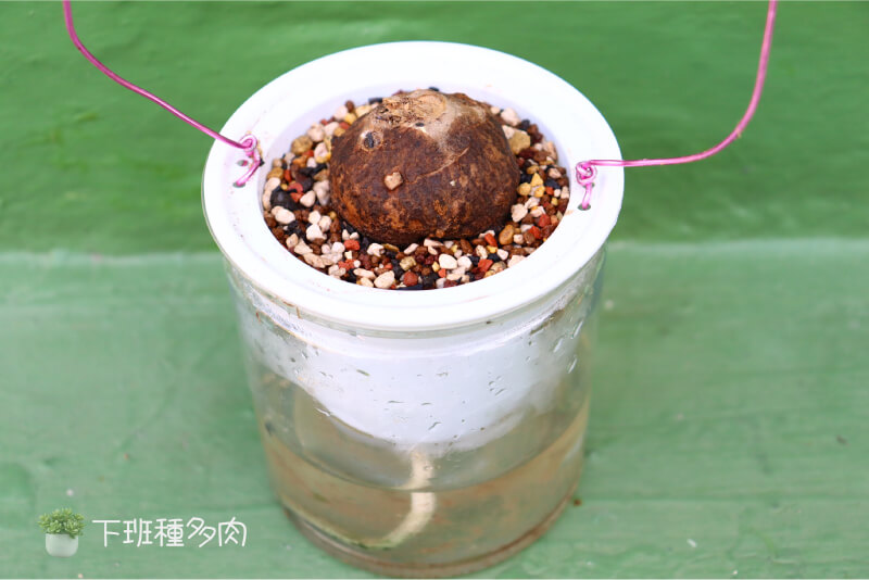 山烏龜種子怎麼種才能長得漂亮
